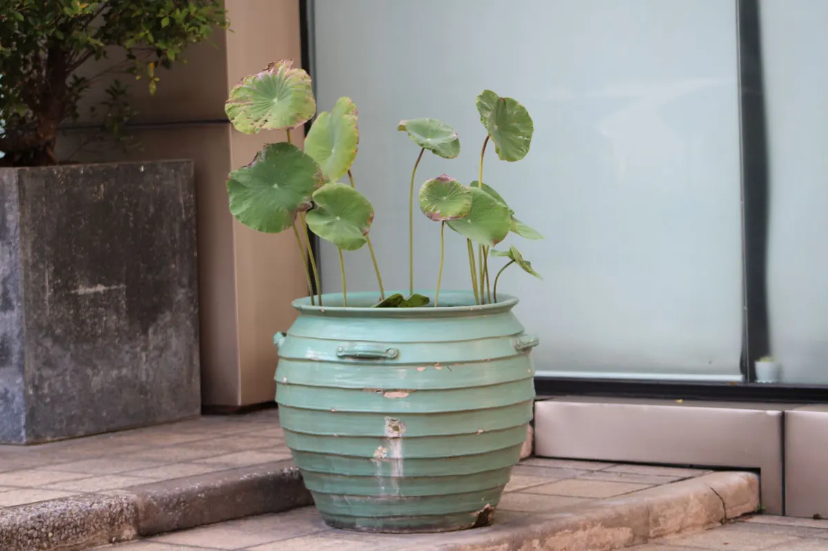 rustic zinc planter patio herbs garden stone