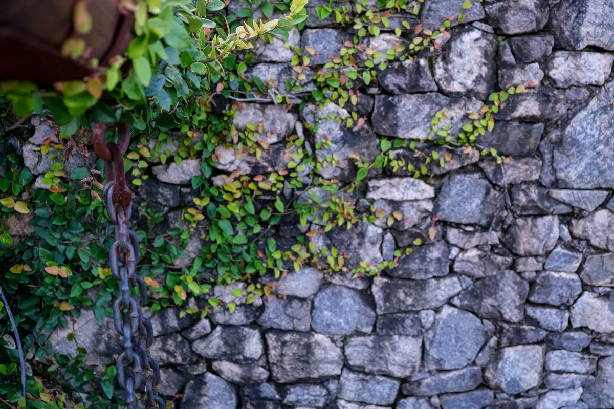 aged iron garden structure with patina and climbing vines
